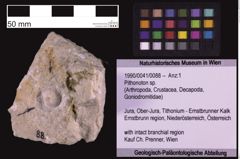 Foto (Objekt + Etiketten) von Pithonoton sp. (NHMW-GEO-1990-0041-0088)